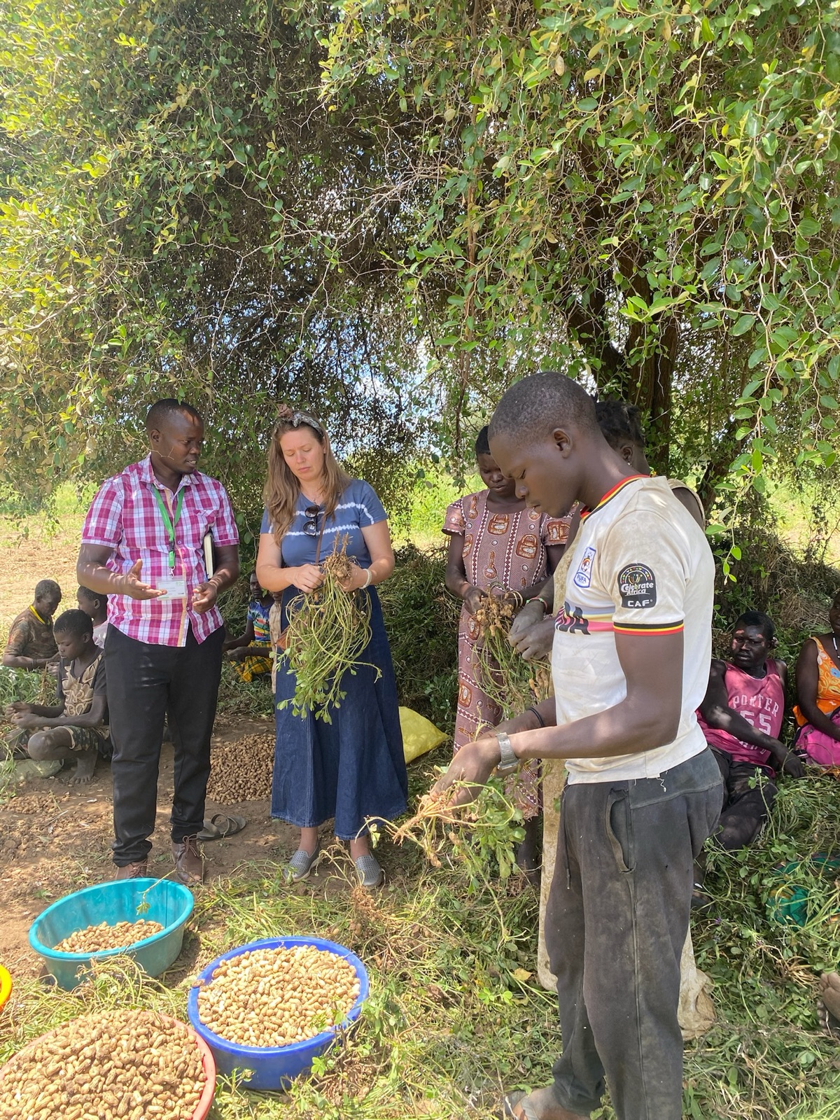 Community members sorting a groundnut harvest together under a tree in Uganda