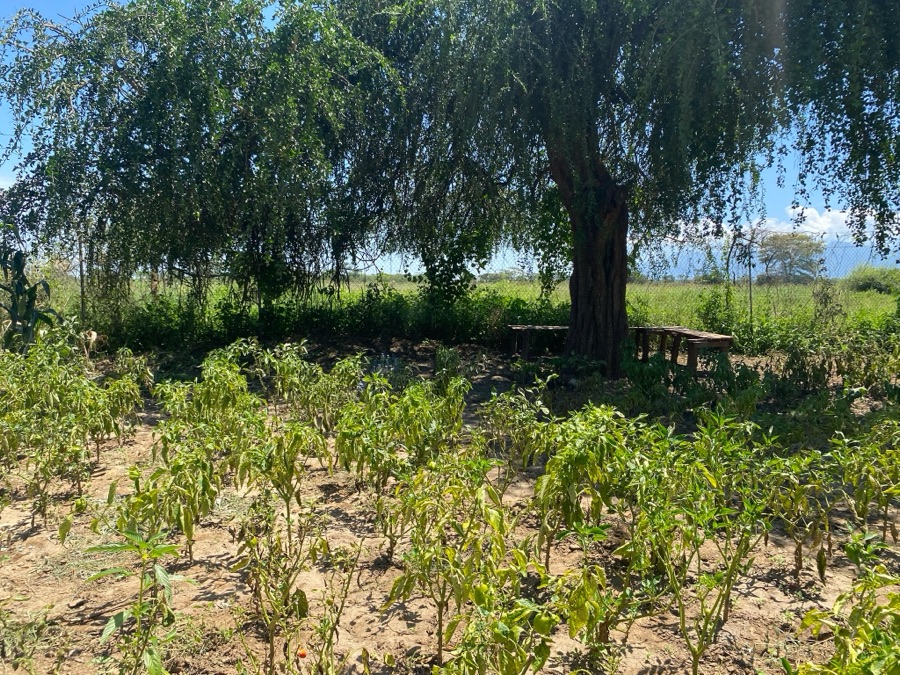 Rows of young seedlings growing in a community garden bed